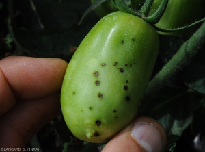 Xanthomonas-Tomate2