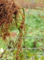 Nematode-Tomate2