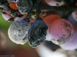 Bacche di Botrytis a sinistra, colpite da <b> <i> Cladosporium </i> </b> sp.  al centro a destra, e sporcato da quest'ultimo a destra.