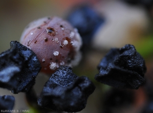 Diversi conidiofori portatori di conidi sono visibili su questa bacca di botrite isolata all'interno di acini mummificati affetti da marciume nero.  <i> <b> Botrytis cinerea </b> </i>.