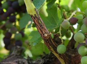 Tralcio di vite circondato per diversi centimetri da una grossa lesione cancerosa screpolata e più o meno suberizzata.  <b> <i> Phomopsis viticola </i> </b> (escoriosa)