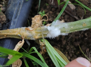 Une lésion humide ceinture cette tige de concombre. Les tissus sont vert sombre à bruns. Du mycélium les couvre plus ou moins.  <i>Pythium</i> sp. (Oomycètes)