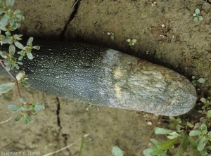 Cette courgette est pourrie à son extrémité stylaire ; on note la présence d'un feutrage blanc en périphérie et d'un mucus blanchâtre constitué de bactéries en mélange avec de très nombreux sporanges du champignon. <b><i>Phytophthora capsici</i></b> (<i>Phytophthora</i> blight)