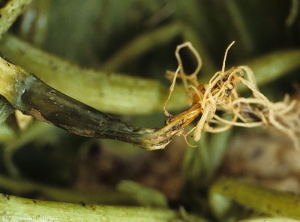 Le collet de cette plantule de courge  est entièrement ceinturé. Les tissus plus ou moins pourris sont vert sombre à certains endroits, bruns et décomposés à d'autres. <b><i>Phytophthora capsici</i></b> (crown and root rot) (Oomycètes)