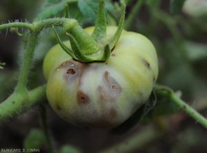 Mouche-fruits-tomate