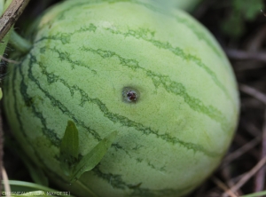 Dégâts observables après ponte de mouche des Cucurbitacées sur melon.