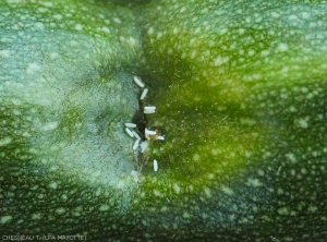 Oeufs de mouche des Cucurbitacées au niveau d'une zone de ponte sur courgette.