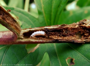 Larve de <b><i>Cylas formicarius</i></b> dans une galerie sur tige de Patate douce