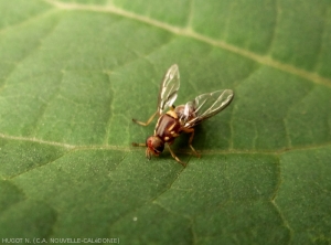 Mouche_des_fruits_Batrocera_tryoni_1