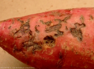 Dégâts de charançons sur un tubercule de patate douce