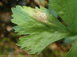 myrothecium_celeri