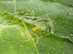 Larve extraite de sa mine dans une feuille de concombre