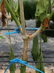 Lésion humide, gris beige sur tige de poivron.  Notez le flétrissement  de quelques feuilles situées en aval de la lésion. (<i>Sclerotinia sclerotiorum</i>)