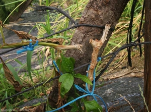 Cette tige de poivron est ceinturée par une lésion nécrotique très évoluée.  la tige très altéré est cassée. (<i>Sclerotinia sclerotiorum</i>)