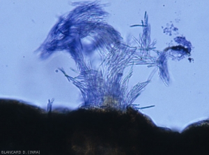 Septoria-lactucae3