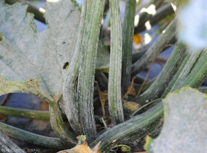 Oidium-Courgette6