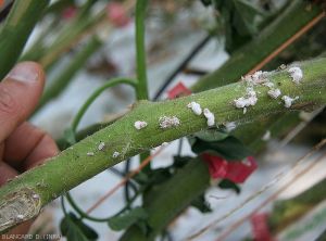 Cochenille-Tomate