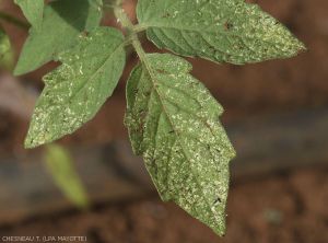 Caliothrips-Tomate4