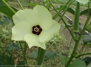 Contexte-Guyane5