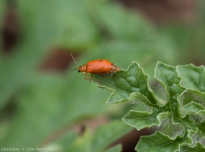 alaucophora-adulte