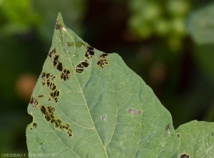 Dégâts de <i>E.pavonia</i> sur feuille de morelle noire.