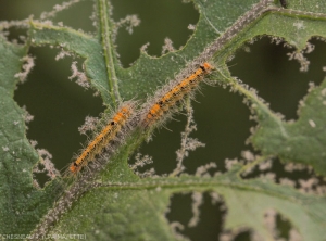 Dégâts et larves de <i>S.docilis</i> sur feuille d'aubergine.