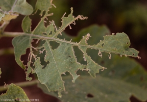 Dégâts de <i>S.docilis</i> sur feuille d'aubergine