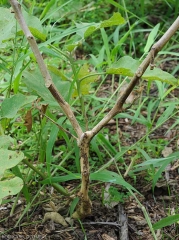 Pied d'aubergine entièrement  détruit par <b><i>Phomopsis vexans</i></b>. Tige et rameaux sont altérés, toutes les feuilles ont chutées.