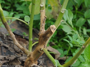 Rameaux d'aubergine nécrosés à la suite du développement de <b><i>Phomopsis vexans</i></b>. L'intérieur de la tige semble avoir été altérée.