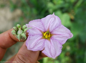 Phytoplasma-Aubergine4