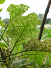 Feuilles d'aubergine très attaquées par un <i>Epitrix</i> sp. 