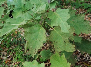 Plusieurs feuilles de ce pied d'aubergine sont criblées de nombreuses petites perforations. <i>Epitrix</i> sp. 