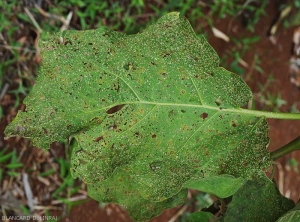 Feuille d'aubergine particulièrement attaquée par un <i>Epitrix</i> sp. 