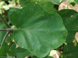 Feuille d'aubergine partiellement perforée par un <i>Epitrix</i> sp. 