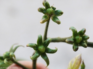 Détail de fleurs stériles dépourvues de pétales. <b><i>Candidatus</i> Phytoplasma solani</b> (stolbur)