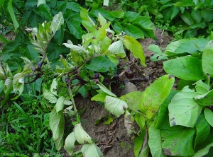 Pied de pomme de terre montrant des tubercules aériens sur ses tiges. <b><i>Candidatus</i> Phytoplasma solani</b> (stolbur)