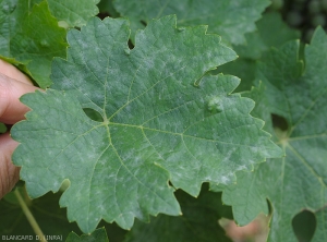 Discrete macchie bianche e soffici punteggiano il lembo di questa foglia di vite.  <i> <b> Erysiphe necator </b> </i> (oidio)