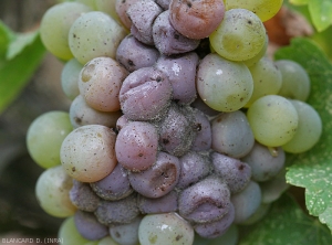 Botrytis16