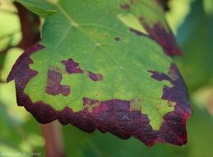 Particolare su questa foglia di vite di arrossamento settoriale e delimitata dalle venature della lama <b> <i> Empoasca vitis </i> </b>.  (cicalina verde o griglie)