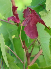 Arrossamento delle foglie di un piccolo ramoscello sopra l'area di nidificazione della cicala dell'alcelafo (<i> <b> Stictocephala bisonia </i> </b>).