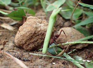 Fourmis_manioc1