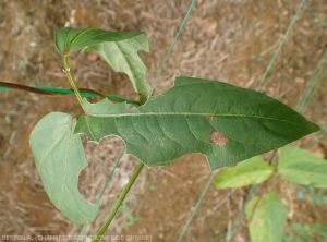 Fourmis_manioc_Haricot