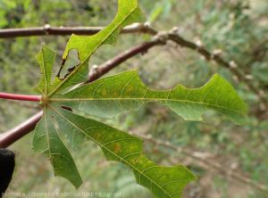 Fourmis_manioc_Manioc