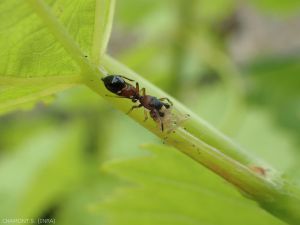 leptorchestes-cicadelle