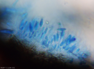 Formation des conidies de  <i>Neofusicoccum parvum</i> à l'intérieur d'une pycnide.