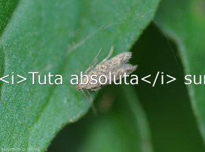 Papillon adulte de <i>Tuta absoluta</i> sur foliole de tomate.