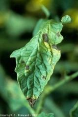 Su alcune di queste macchie marroni, possiamo vedere alcuni discreti motivi concentrici.  <i> <b> Alternaria tomatophila </b> </i> (alternaria, peronospora)