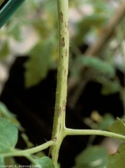 Piccole macchie brune sul picciolo, allungate, schiarendosi al centro (inizio attacco).  <i> <b> Alternaria tomatophila </b> </i>