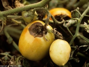 Macchia marrone scuro, depressa, discretamente zonata, sepali necrotici.  <i> <b> Alternaria tomatophila </b> </i> (alternaria)