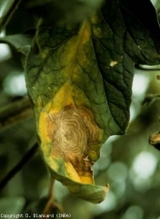 Questo grande spot è ora ben evoluto.  Mostra una tinta marrone chiaro e ha anelli concentrici più scuri.  <b> <i> Botrytis cinerea </i> </b>